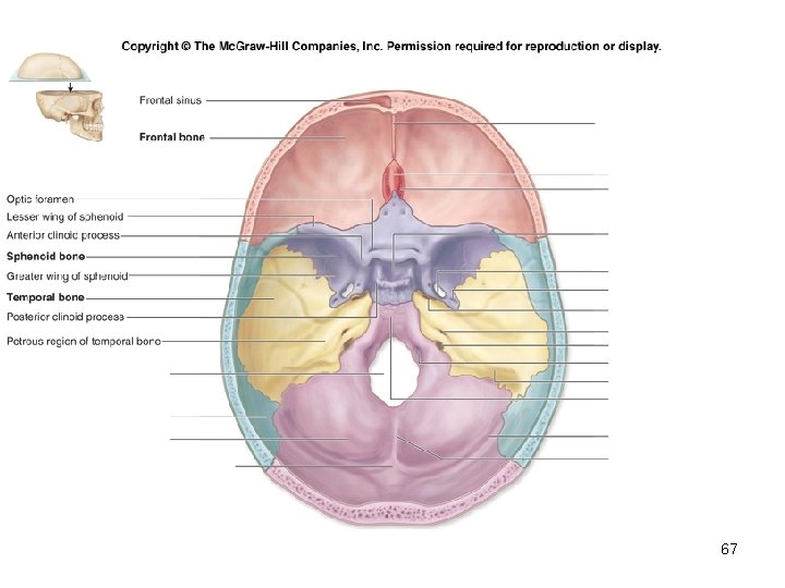 Insert Fig. 7. 9 superior view of skull 67 