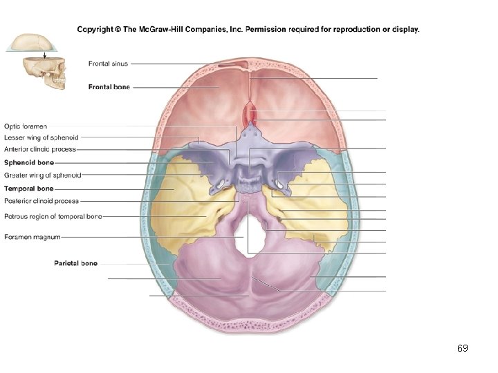 Insert Fig. 7. 9 superior view of skull 69 