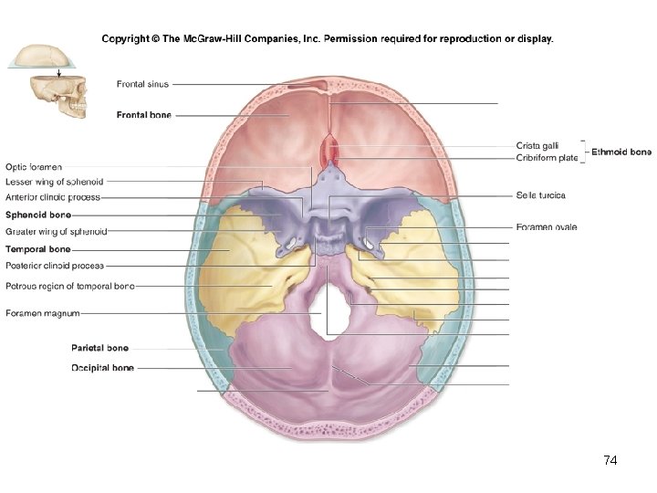 Insert Fig. 7. 9 superior view of skull 74 