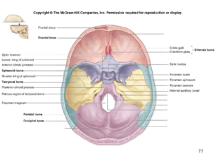 Insert Fig. 7. 9 superior view of skull 77 