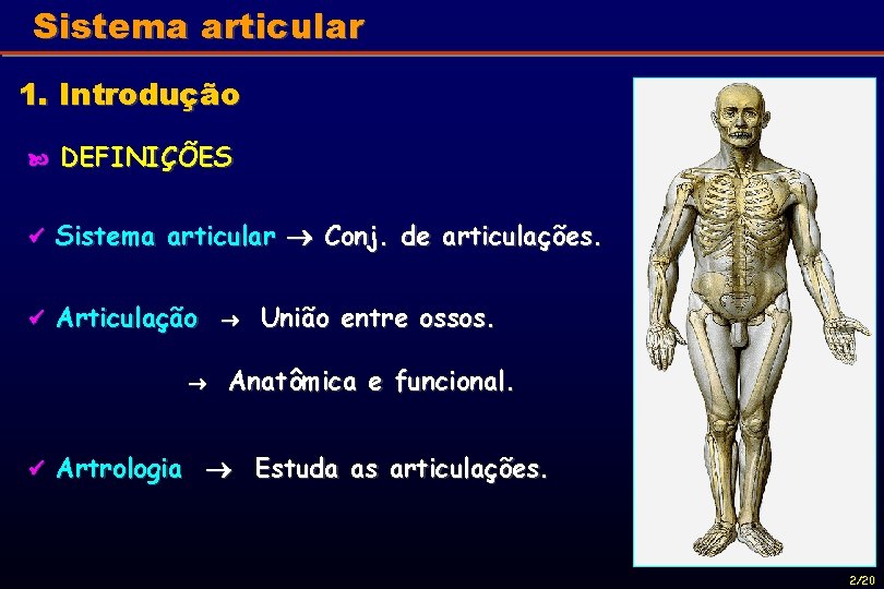 Sistema articular 1. Introdução DEFINIÇÕES Sistema articular Conj. de articulações. Articulação União entre ossos.