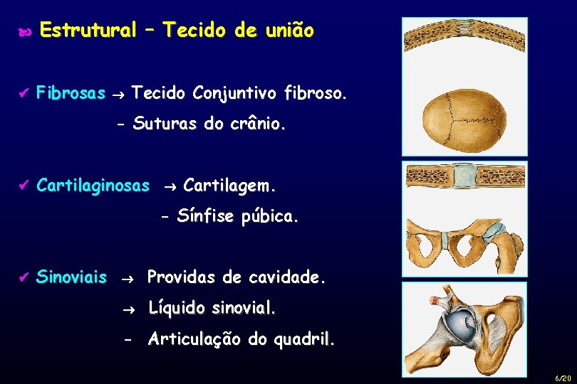  Estrutural – Tecido de união Fibrosas Tecido Conjuntivo fibroso. - Suturas do crânio.