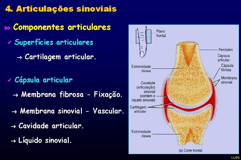 4. Articulações sinoviais Componentes articulares Superfícies articulares Cartilagem articular. Cápsula articular Membrana fibrosa -