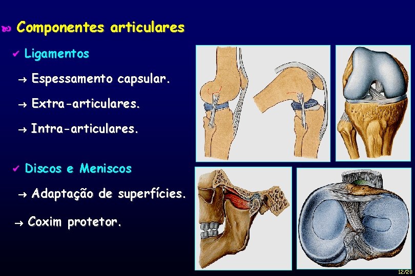  Componentes articulares Ligamentos Espessamento capsular. Extra-articulares. Intra-articulares. Discos e Meniscos Adaptação de superfícies.