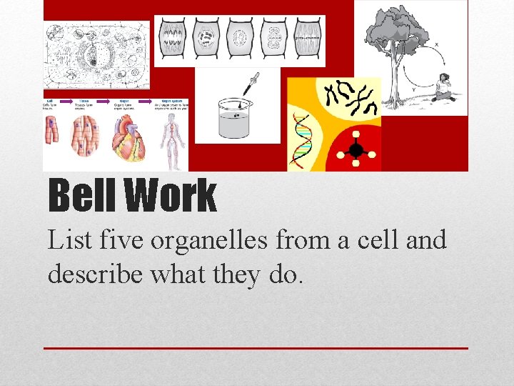 Bell Work List five organelles from a cell and describe what they do. 