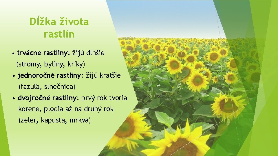 Dĺžka života rastlín • trvácne rastliny: žijú dlhšie (stromy, byliny, kríky) • jednoročné rastliny: