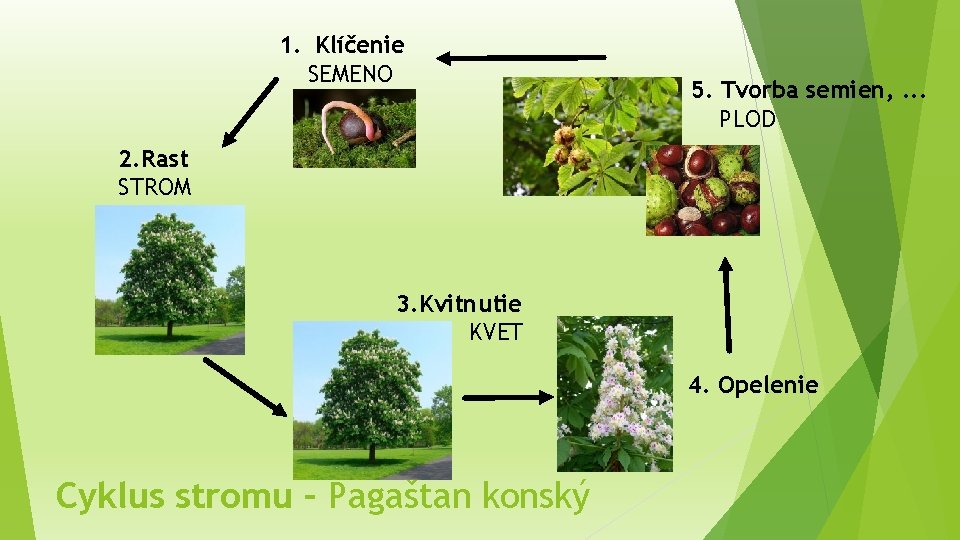 1. Klíčenie SEMENO 5. Tvorba semien, . . . PLOD 2. Rast STROM 3.