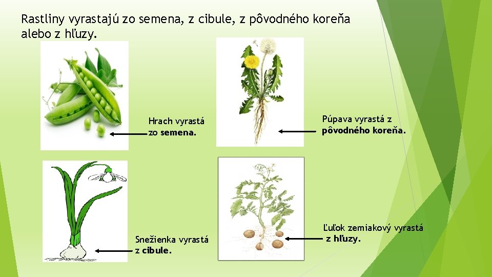 Rastliny vyrastajú zo semena, z cibule, z pôvodného koreňa alebo z hľuzy. Hrach vyrastá