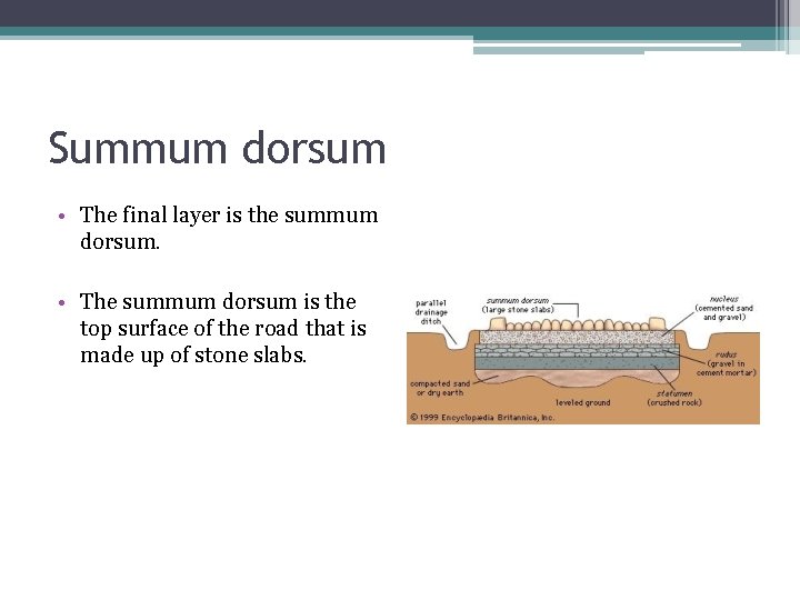 Summum dorsum • The final layer is the summum dorsum. • The summum dorsum