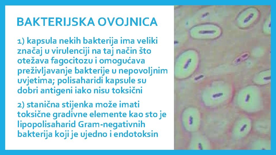 BAKTERIJSKA OVOJNICA 1) kapsula nekih bakterija ima veliki značaj u virulenciji na taj način