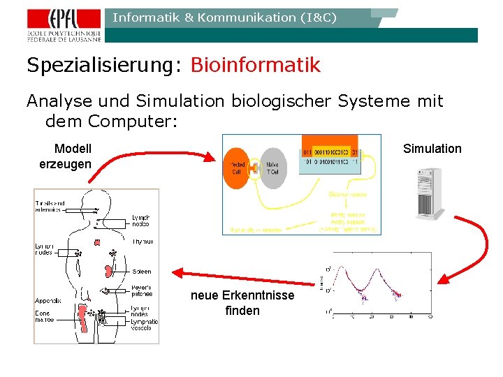 Informatik & Kommunikation (I&C) Spezialisierung: Bioinformatik Analyse und Simulation biologischer Systeme mit dem Computer: