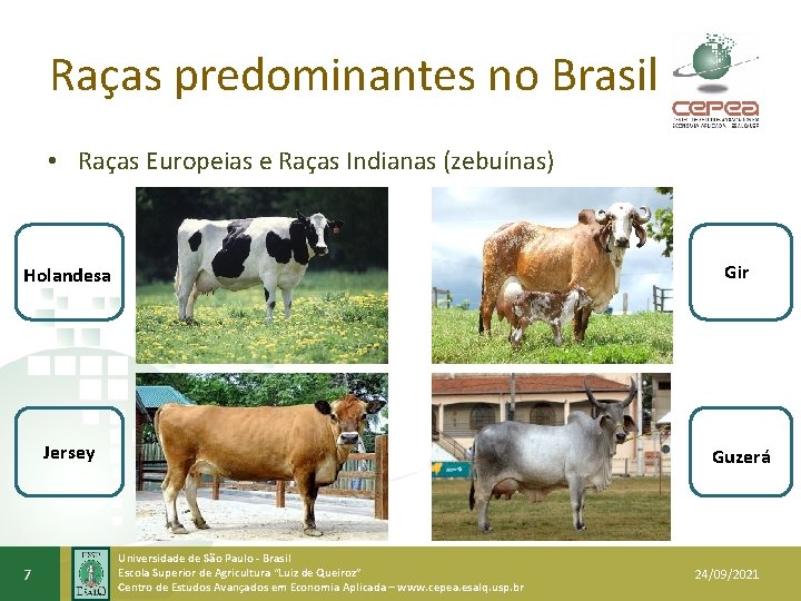 Raças predominantes no Brasil • Raças Europeias e Raças Indianas (zebuínas) Holandesa Gir Jersey