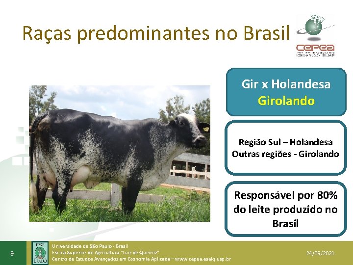 Raças predominantes no Brasil Gir x Holandesa Girolando Região Sul – Holandesa Outras regiões