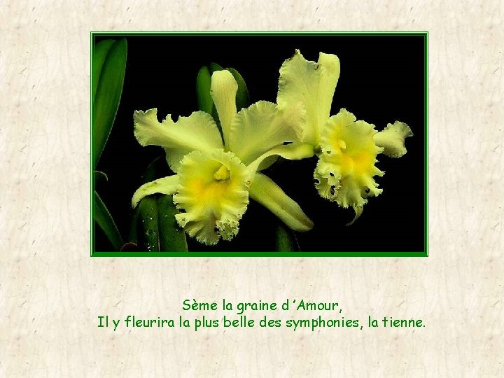 Sème la graine d ’Amour, Il y fleurira la plus belle des symphonies, la