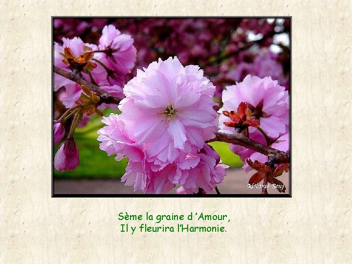 Sème la graine d ’Amour, Il y fleurira l’Harmonie. 