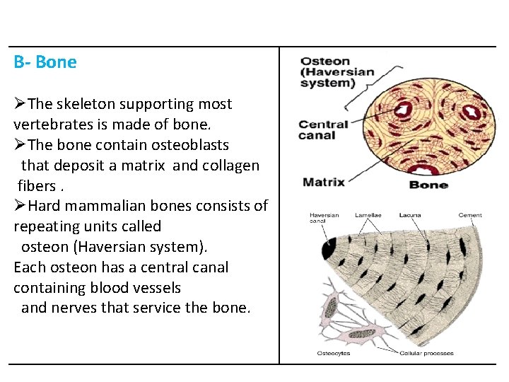 B- Bone ØThe skeleton supporting most vertebrates is made of bone. ØThe bone contain