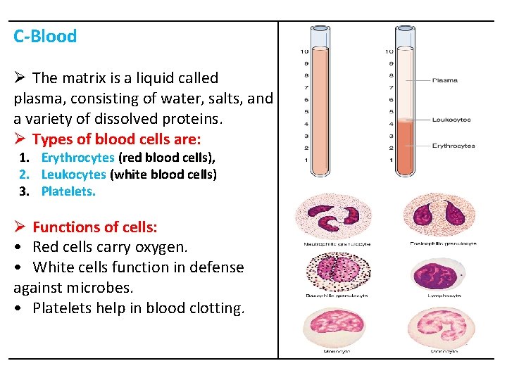 C-Blood Ø The matrix is a liquid called plasma, consisting of water, salts, and