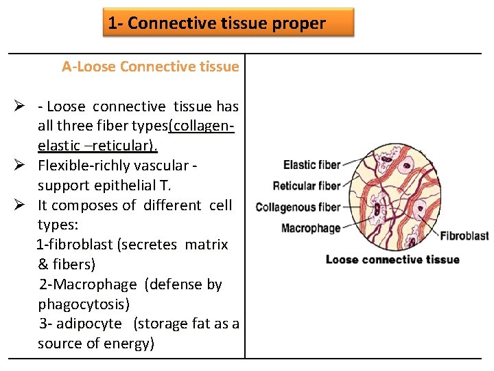 1 - Connective tissue proper A-Loose Connective tissue Ø - Loose connective tissue has