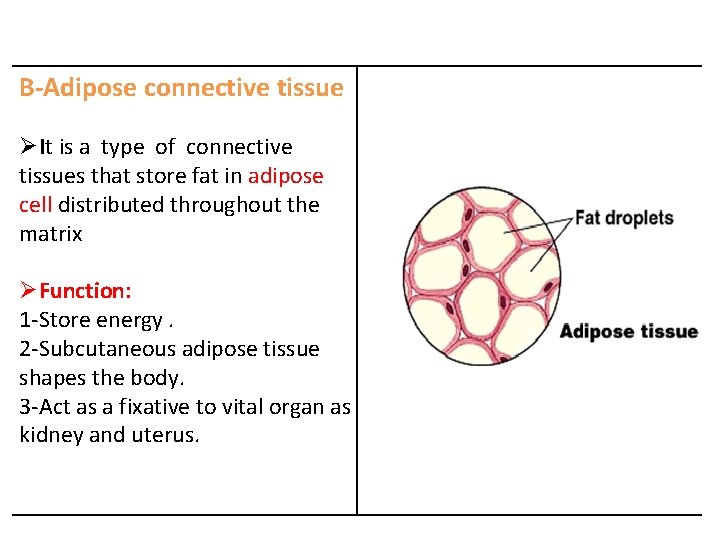 B-Adipose connective tissue ØIt is a type of connective tissues that store fat in