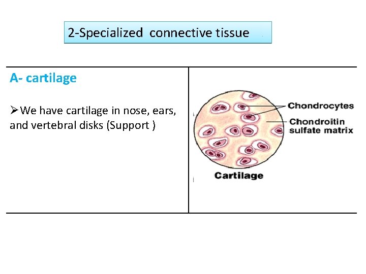 2 -Specialized connective tissue A- cartilage ØWe have cartilage in nose, ears, and vertebral