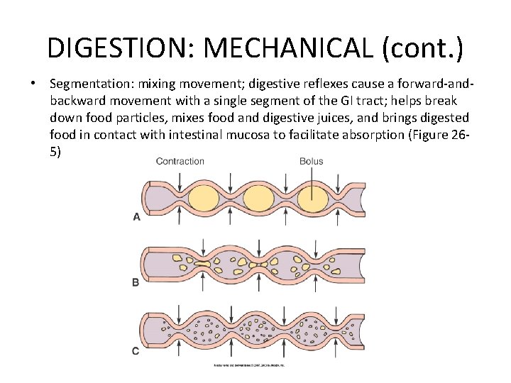 DIGESTION: MECHANICAL (cont. ) • Segmentation: mixing movement; digestive reflexes cause a forward-andbackward movement