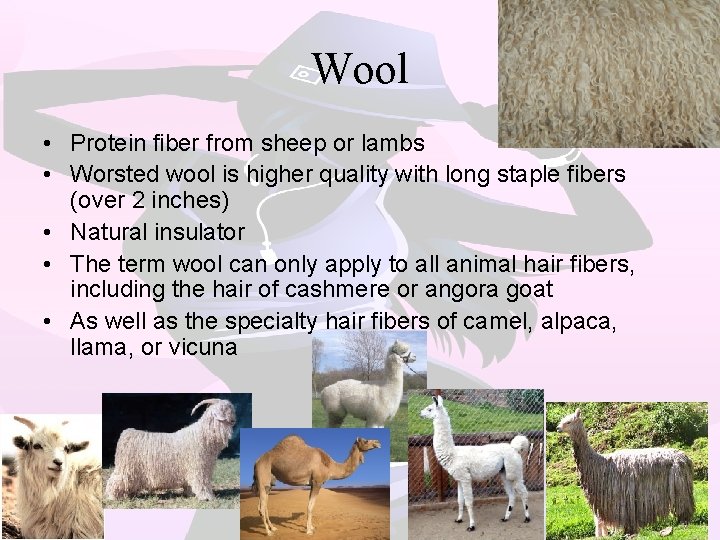 Wool • Protein fiber from sheep or lambs • Worsted wool is higher quality