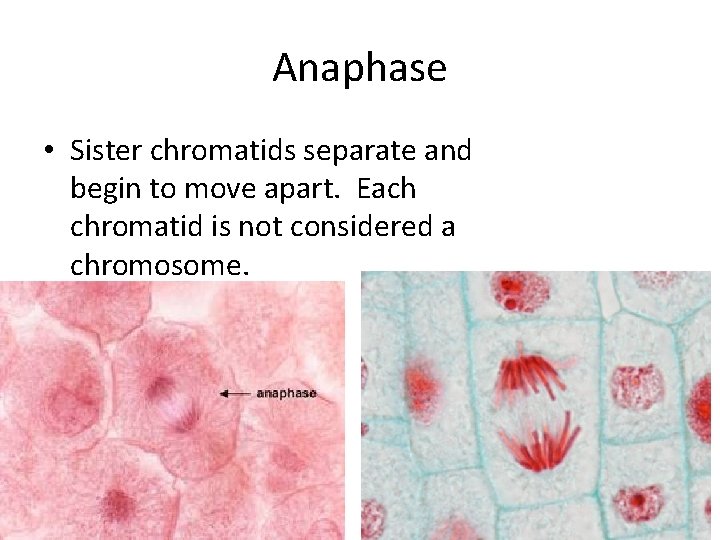 Anaphase • Sister chromatids separate and begin to move apart. Each chromatid is not
