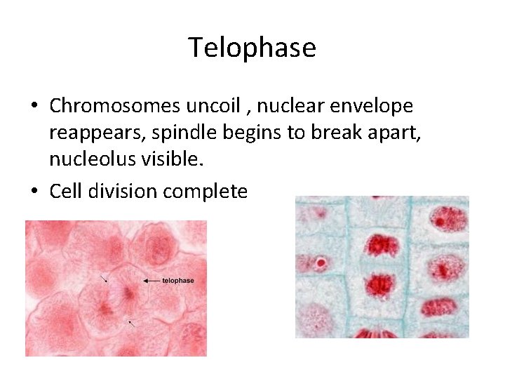 Telophase • Chromosomes uncoil , nuclear envelope reappears, spindle begins to break apart, nucleolus