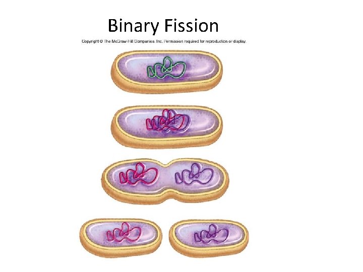 Binary Fission 