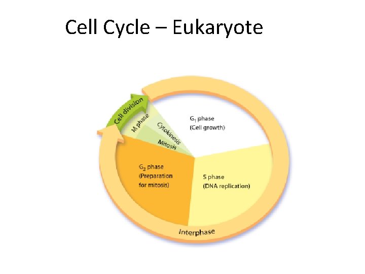 Cell Cycle – Eukaryote 