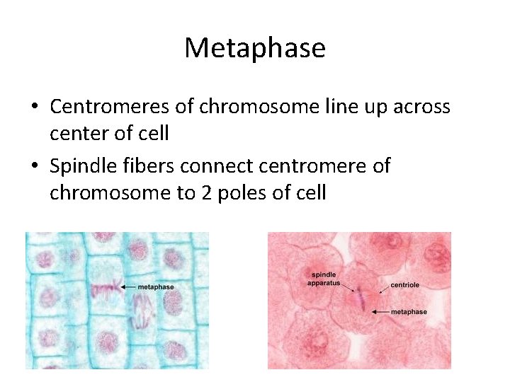 Metaphase • Centromeres of chromosome line up across center of cell • Spindle fibers