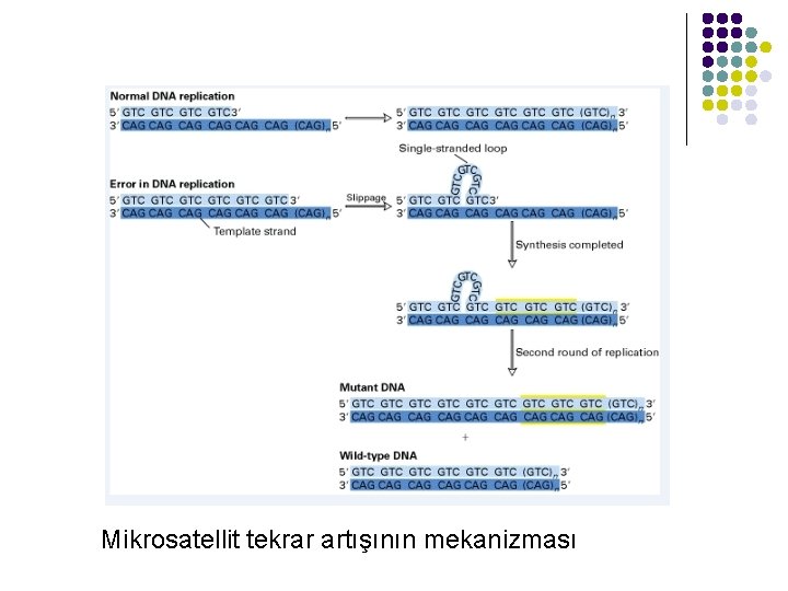 Mikrosatellit tekrar artışının mekanizması 