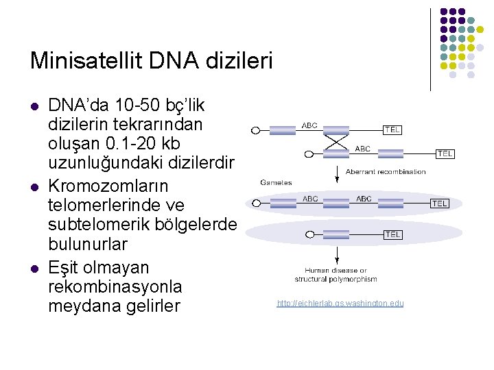 Minisatellit DNA dizileri l l l DNA’da 10 -50 bç’lik dizilerin tekrarından oluşan 0.