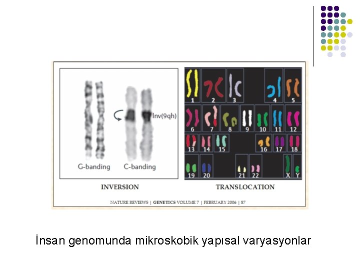 İnsan genomunda mikroskobik yapısal varyasyonlar 