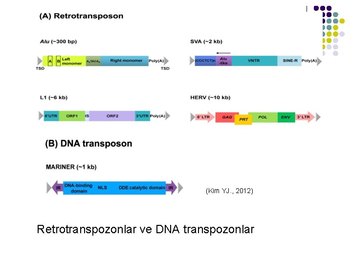 (Kim YJ. , 2012) Retrotranspozonlar ve DNA transpozonlar 