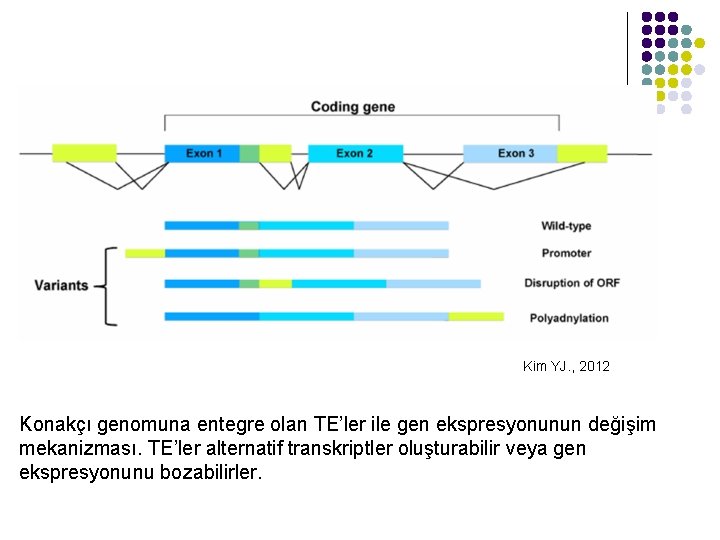 Kim YJ. , 2012 Konakçı genomuna entegre olan TE’ler ile gen ekspresyonunun değişim mekanizması.