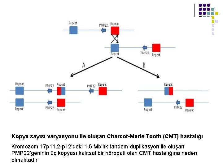 Kopya sayısı varyasyonu ile oluşan Charcot-Marie Tooth (CMT) hastalığı Kromozom 17 p 11. 2