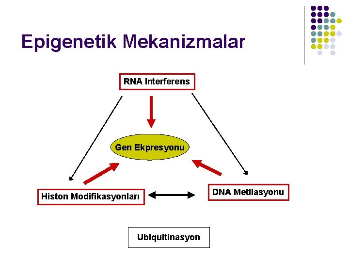 Epigenetik Mekanizmalar RNA Interferens Gen Ekpresyonu Histon Modifikasyonları Ubiquitinasyon DNA Metilasyonu 