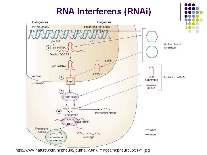 RNA Interferens (RNAi) http: //www. nature. com/ncpneuro/journal/v 3/n 7/images/ncpneuro 0551 -f 1. jpg 