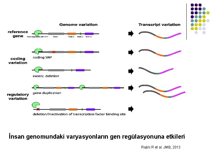 İnsan genomundaki varyasyonların gen regülasyonuna etkileri Rajini R et al. JMB, 2013 