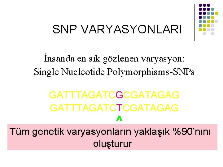 SNP VARYASYONLARI İnsanda en sık gözlenen varyasyon: Single Nucleotide Polymorphisms-SNPs GATTTAGATCGCGATAGAG GATTTAGATCTCGATAGAG ^ Tüm