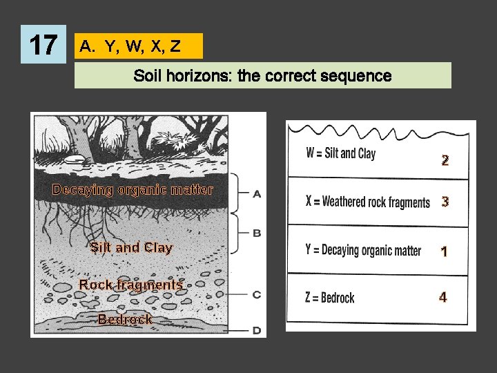 17 A. Y, W, X, Z Soil horizons: the correct sequence 2 Decaying organic