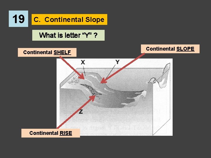 19 C. Continental Slope What is letter “Y” ? Continental SHELF Continental RISE Continental