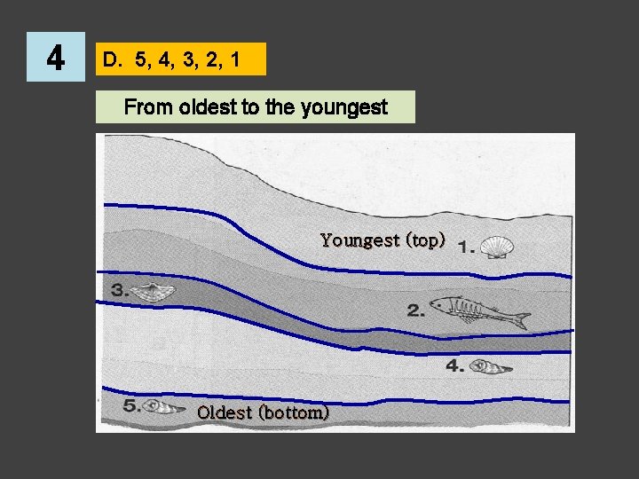 4 D. 5, 4, 3, 2, 1 From oldest to the youngest Youngest (top)