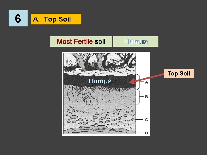 6 A. Top Soil Most Fertile soil Humus Top Soil Humus 