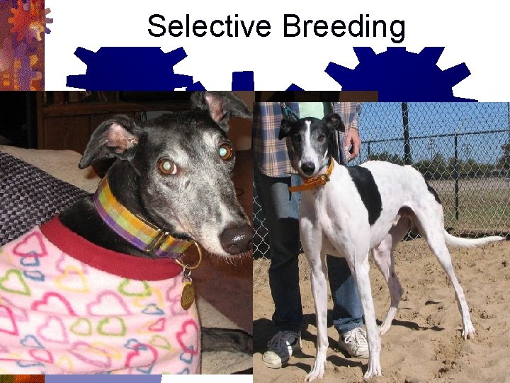 Selective Breeding 