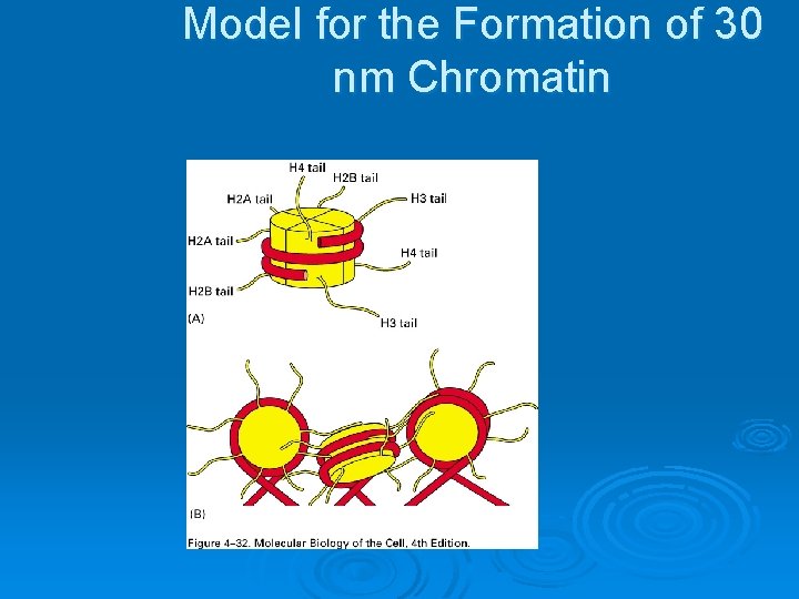 Model for the Formation of 30 nm Chromatin 