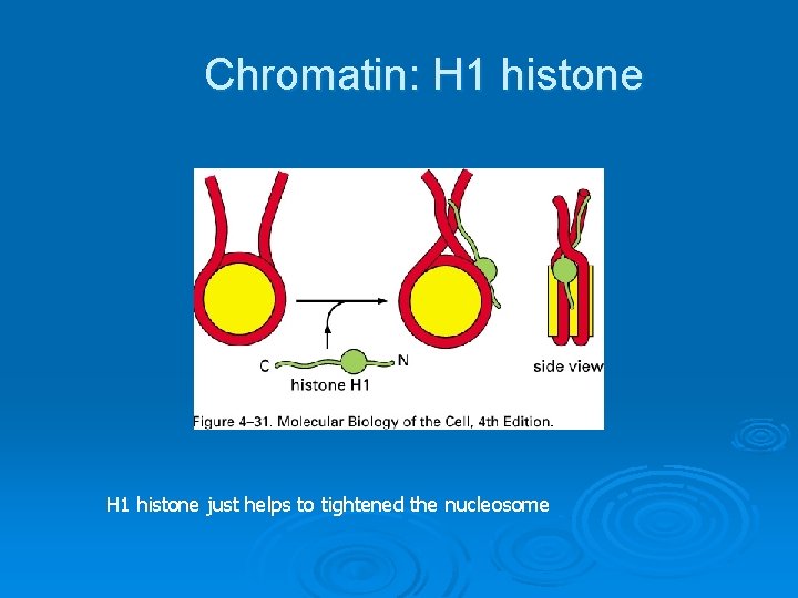 Chromatin: H 1 histone just helps to tightened the nucleosome 