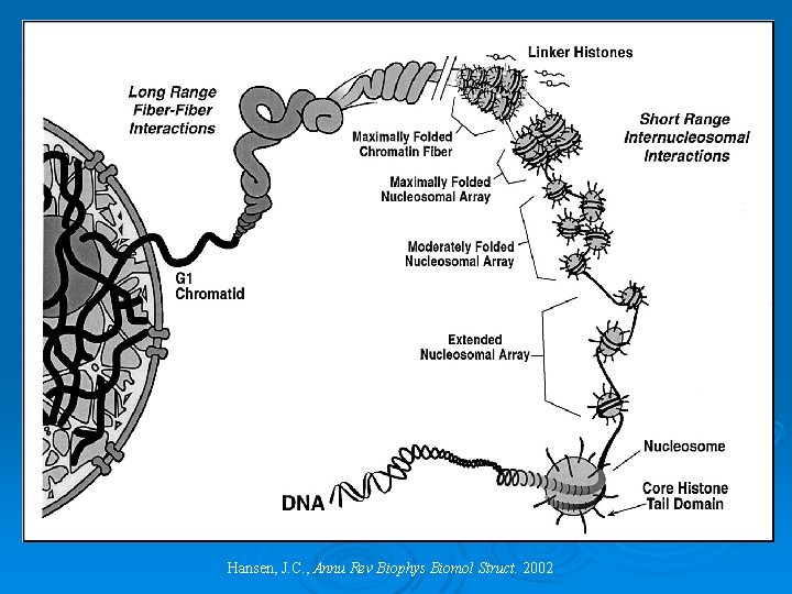 The Organization of Chromatin Hansen, J. C. , Annu Rev Biophys Biomol Struct. 2002