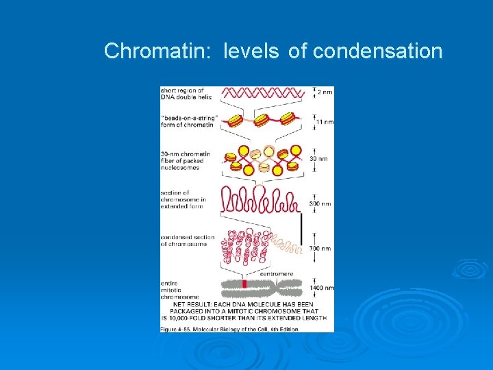 Chromatin: levels of condensation 